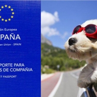 Todo lo que debes saber sobre el pasaporte para mascotas